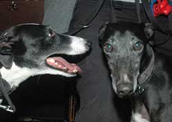 Funny dogs