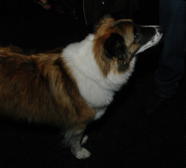 dog